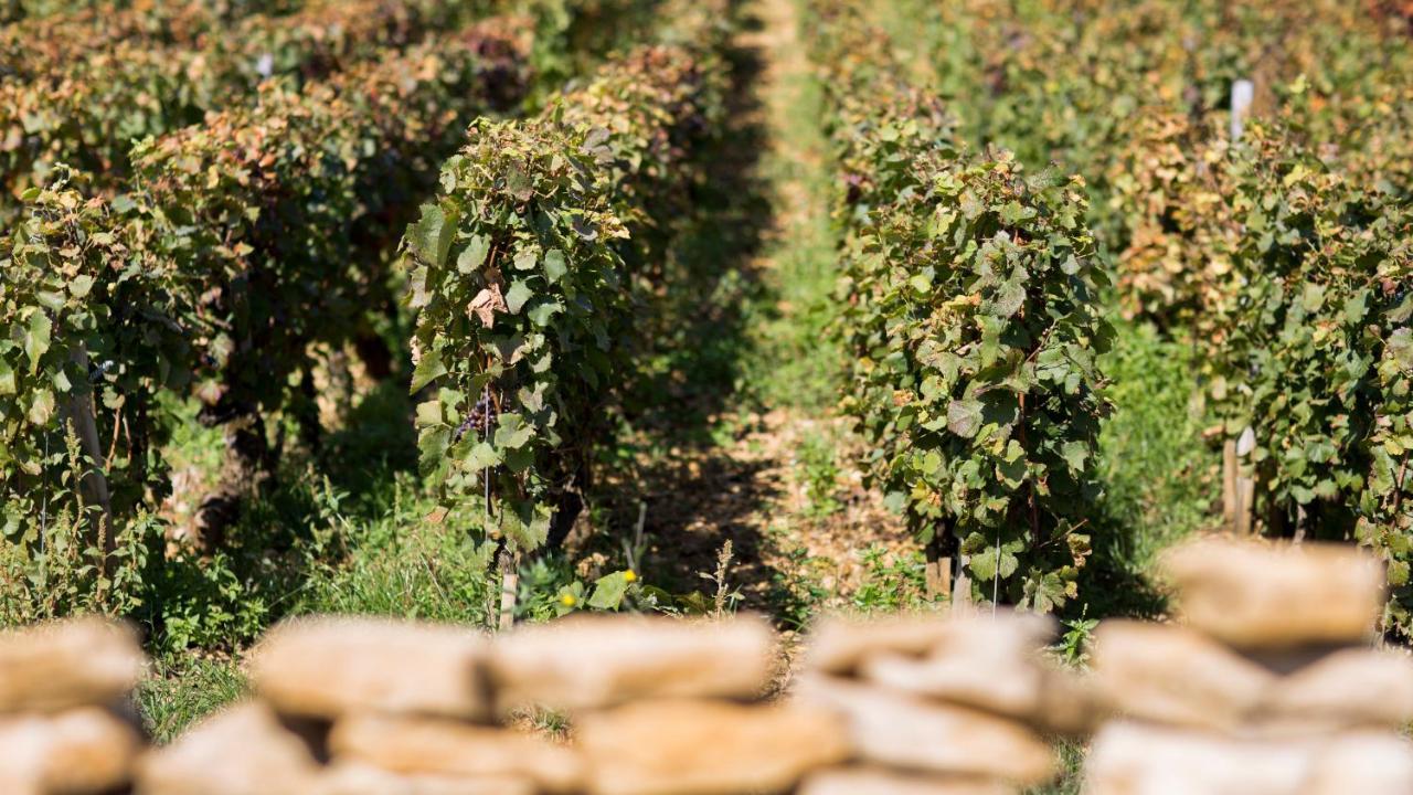 Domaine Gille Konuk evi Comblanchien Dış mekan fotoğraf